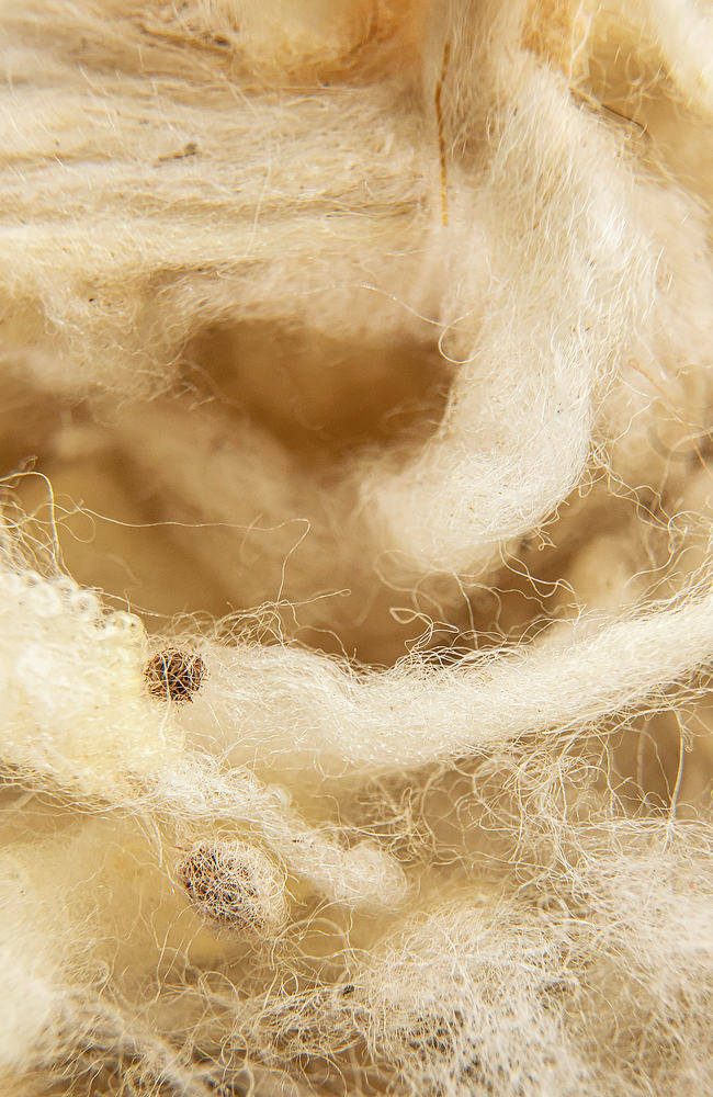 Semi-fine light wool